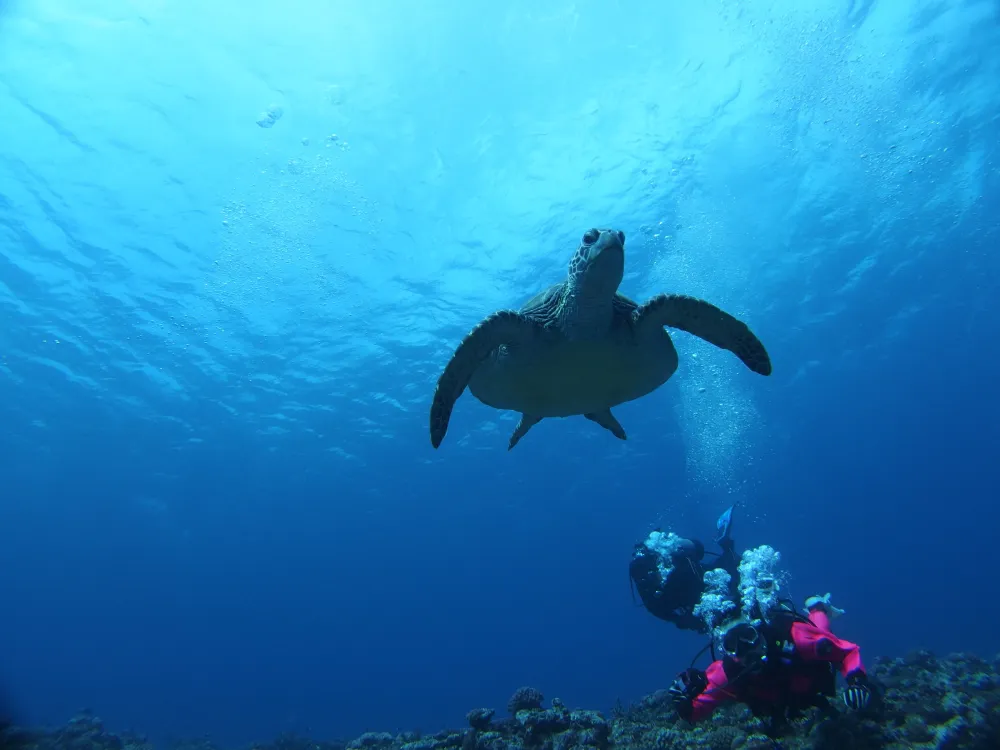 ウミガメの海
