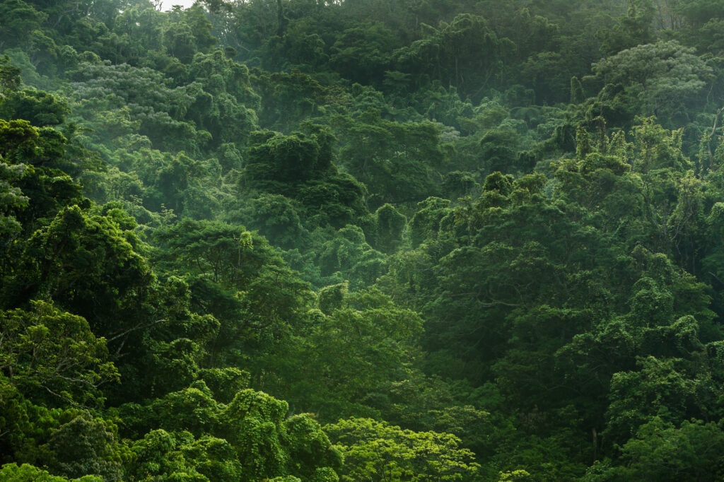 沖縄本島北部やんばるの亜熱帯森林、ジャングリアOKINAWAが位置する自然豊かなエリア