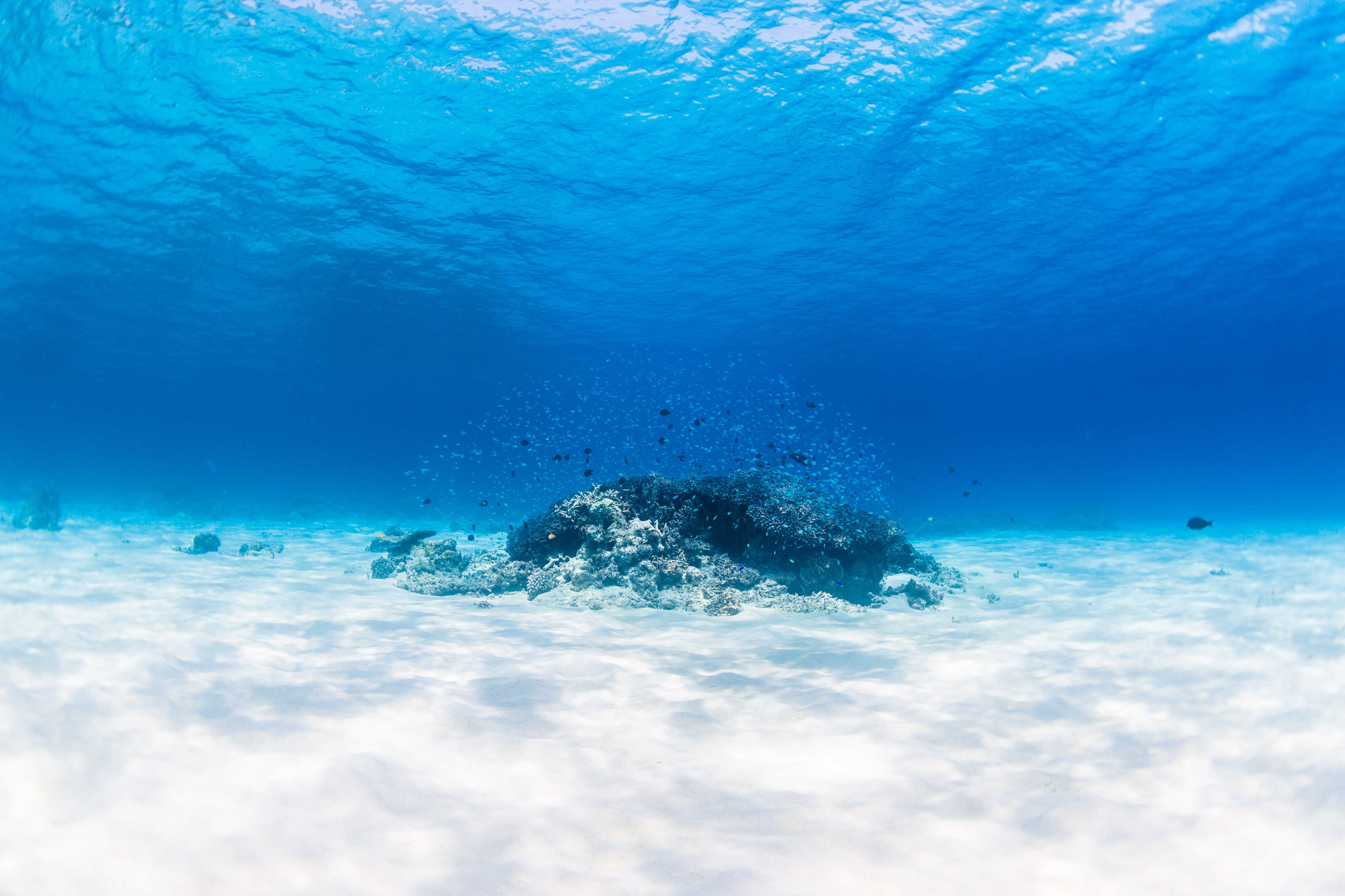 ケラマブルーの美しい海と珊瑚礁・久米島シュノーケリング