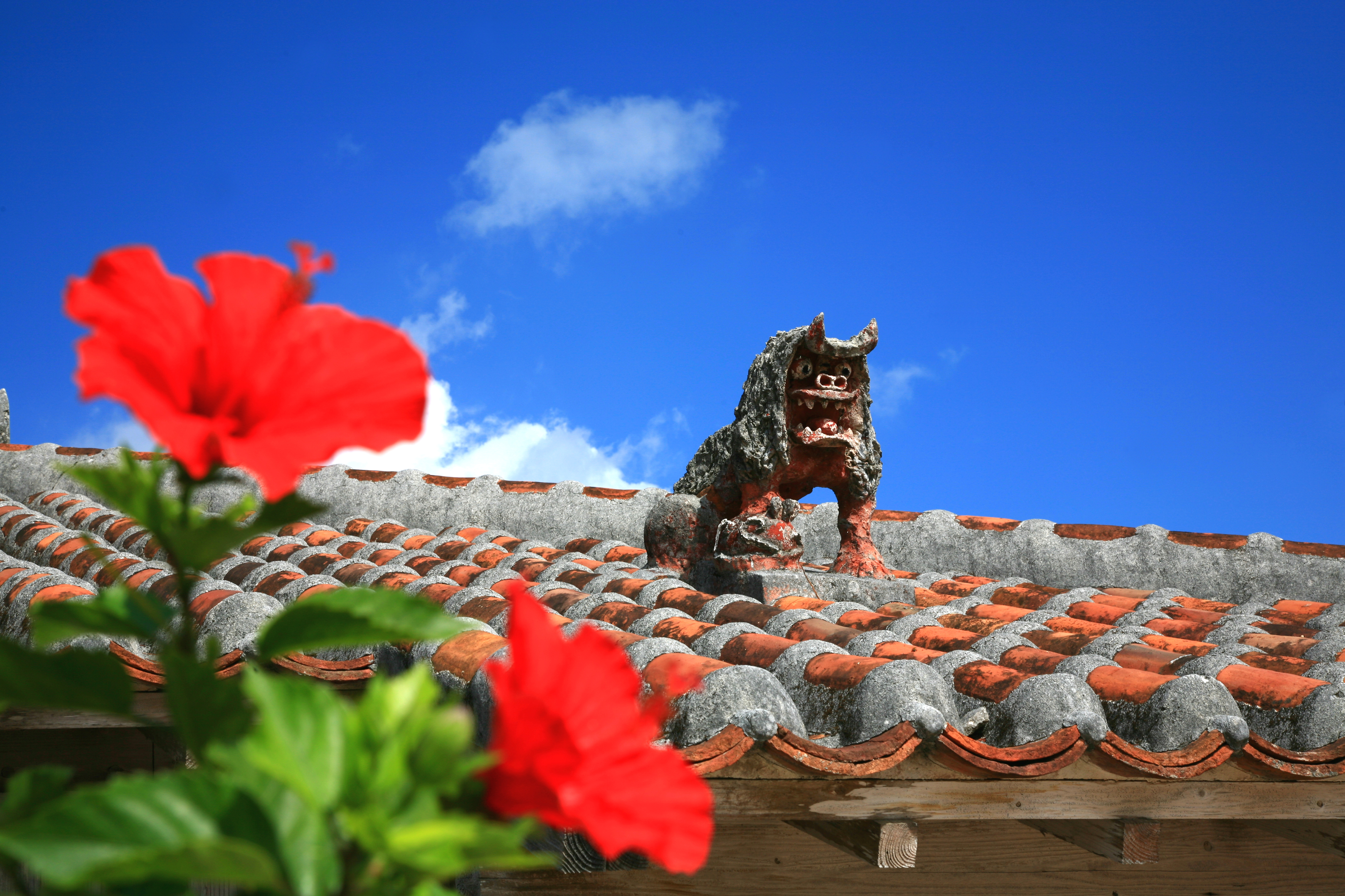 沖縄の風景・ハイビスカスとシーサーが迎える島旅