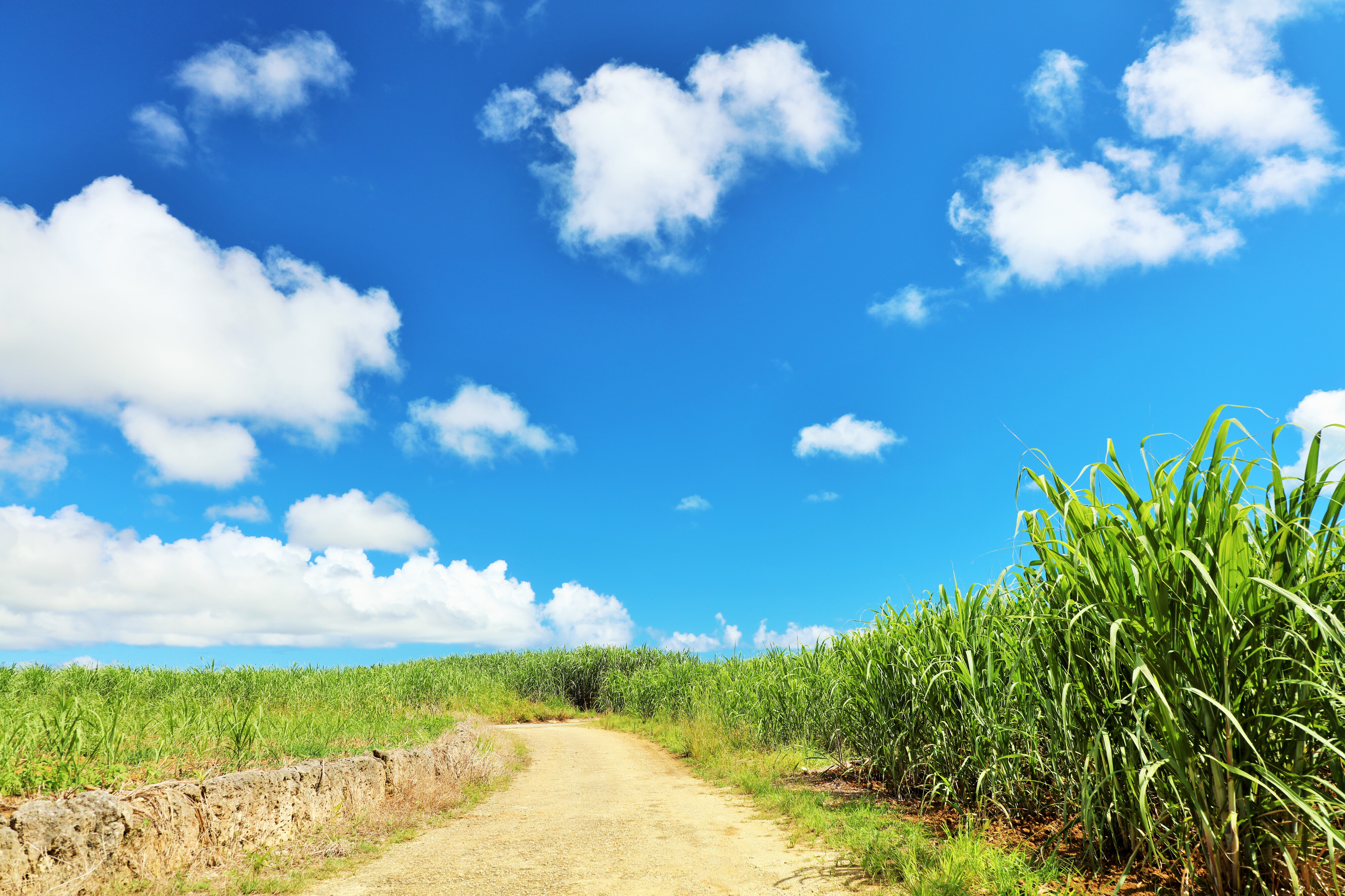 沖縄の夏の青空とサトウキビ畑・本部半島の風景