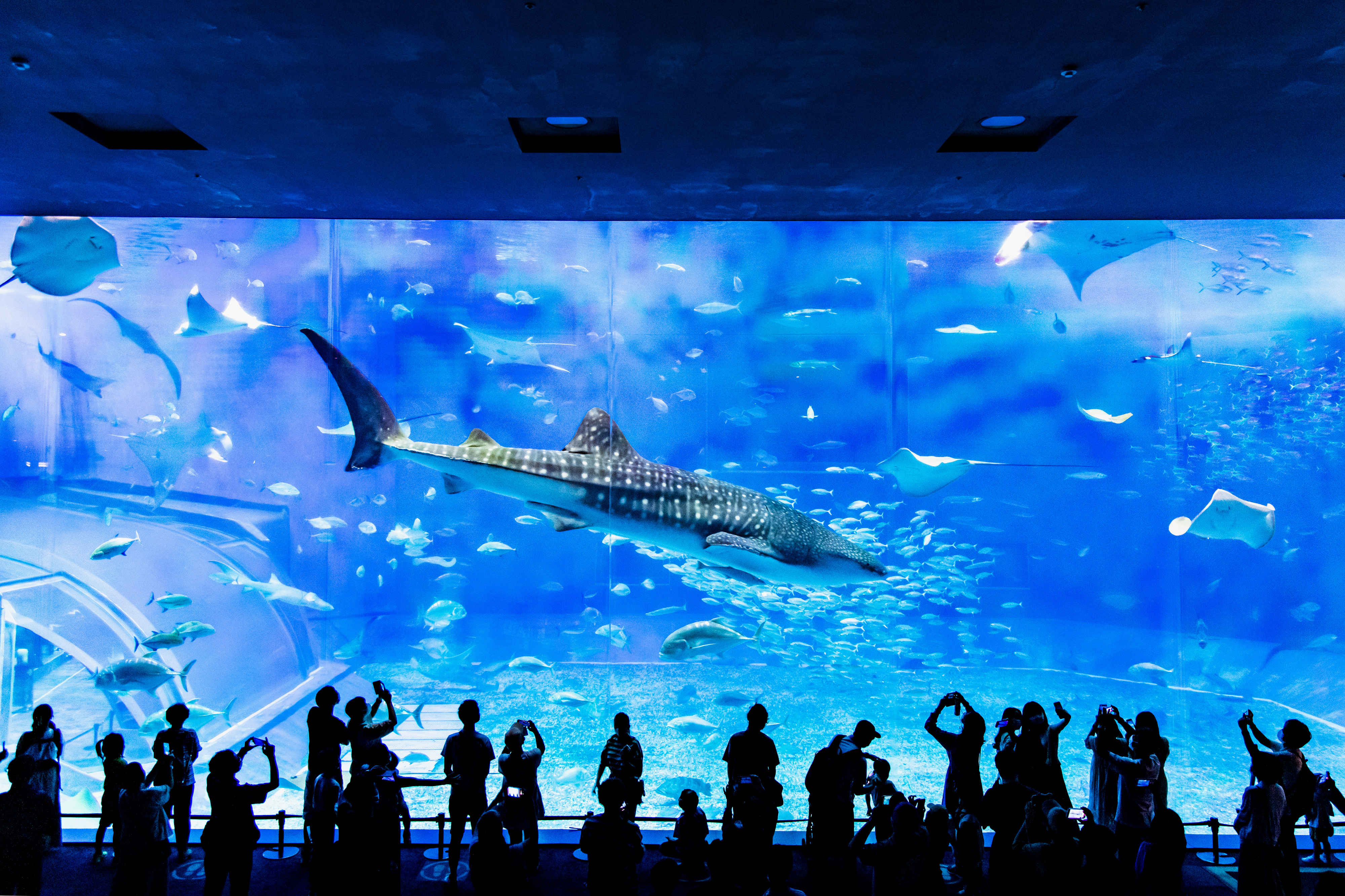 美ら海水族館の大水槽とジンベイザメ