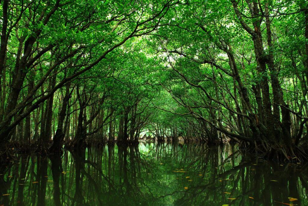 沖縄県西表島のマングローブのトンネル（イメージ）