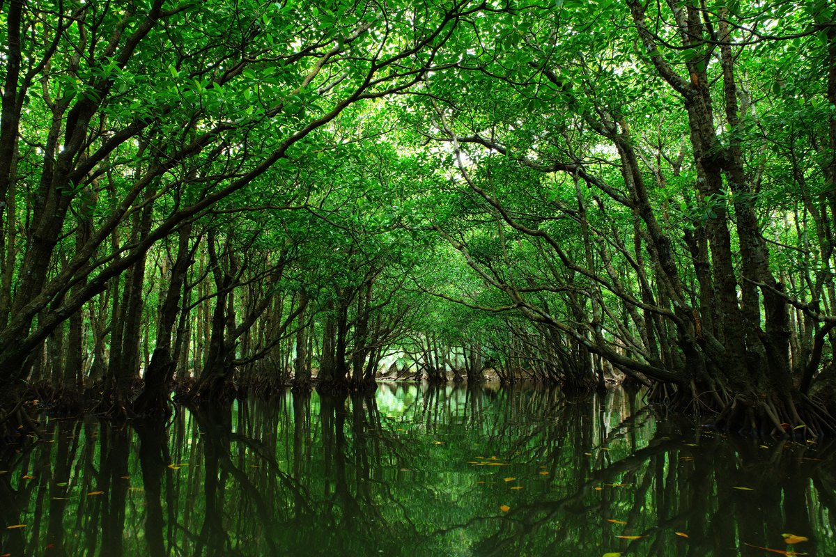 西表島のマングローブ(イメージ)