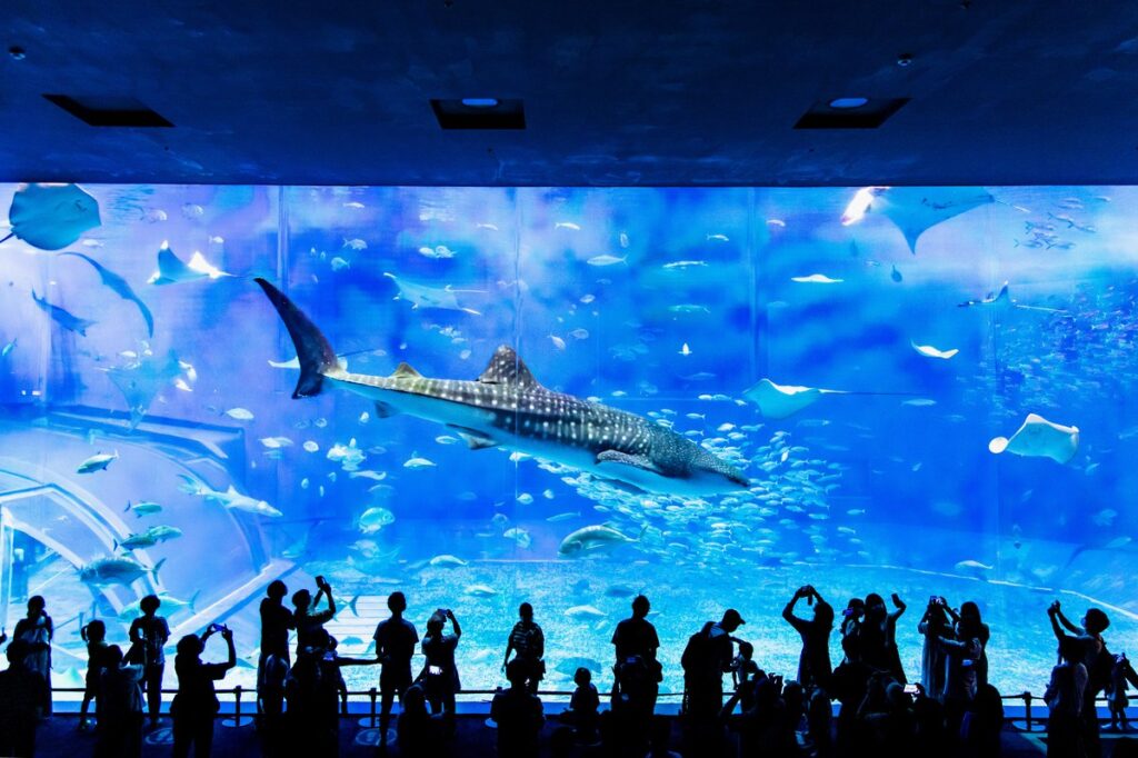美ら海水族館の大水槽とジンベイザメ（イメージ）
