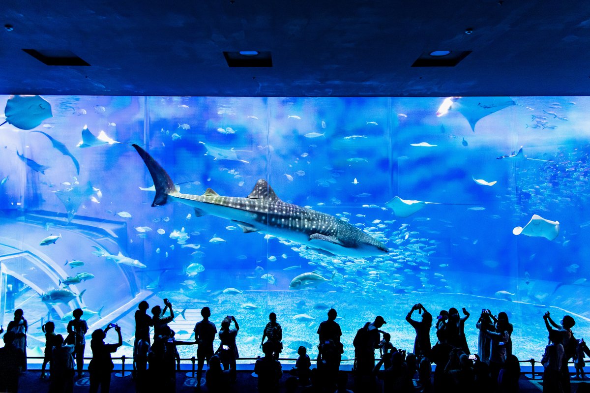 美ら海水族館の大水槽とジンベイザメ（イメージ）