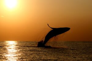 沖縄の海でブリーチするザトウクジラ（イメージ）