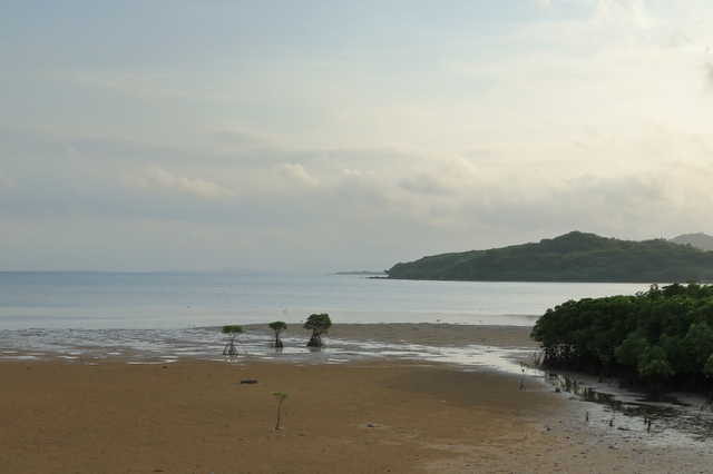 マングローブ三兄弟が見られる石垣島名蔵湾の海岸の景色