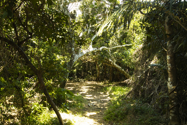 沖縄離島の御嶽の風景（イメージ）
