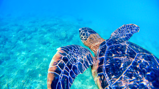 阿嘉島のアオウミガメ水中写真