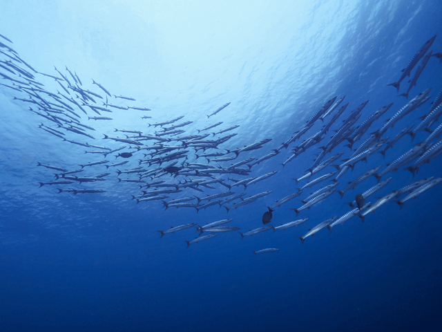 バラクーダの群れ