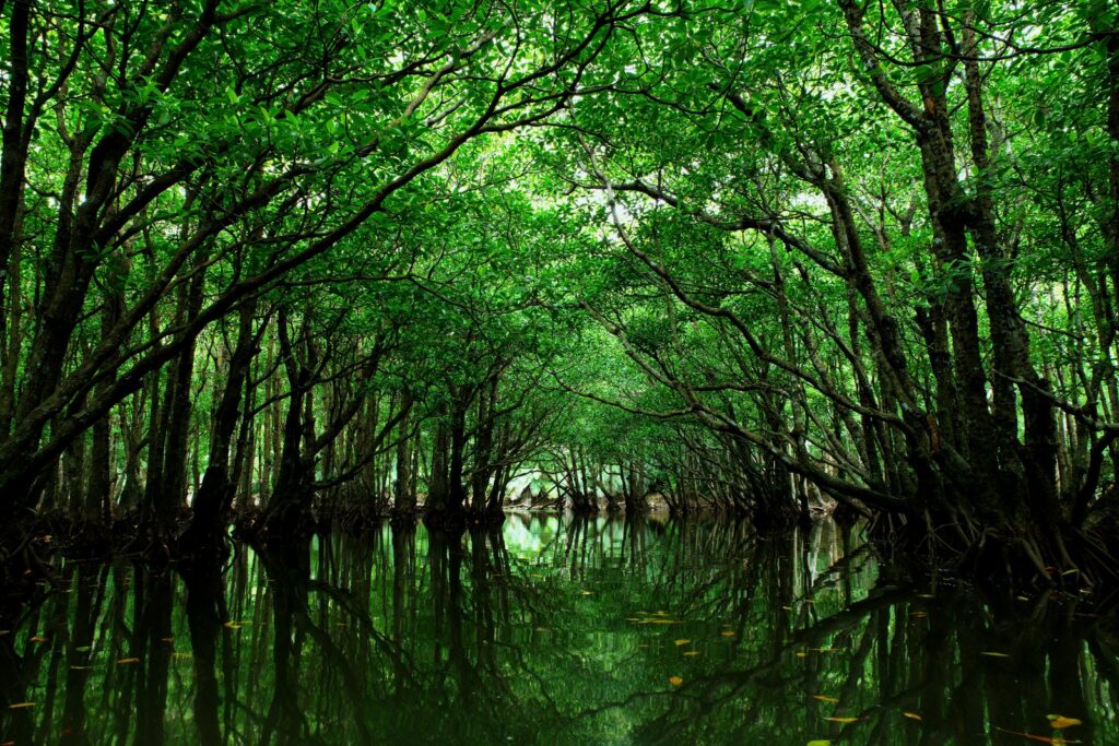 西表島の自然（イメージ）