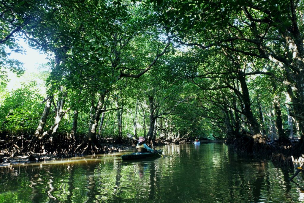 西表島の自然（イメージ）