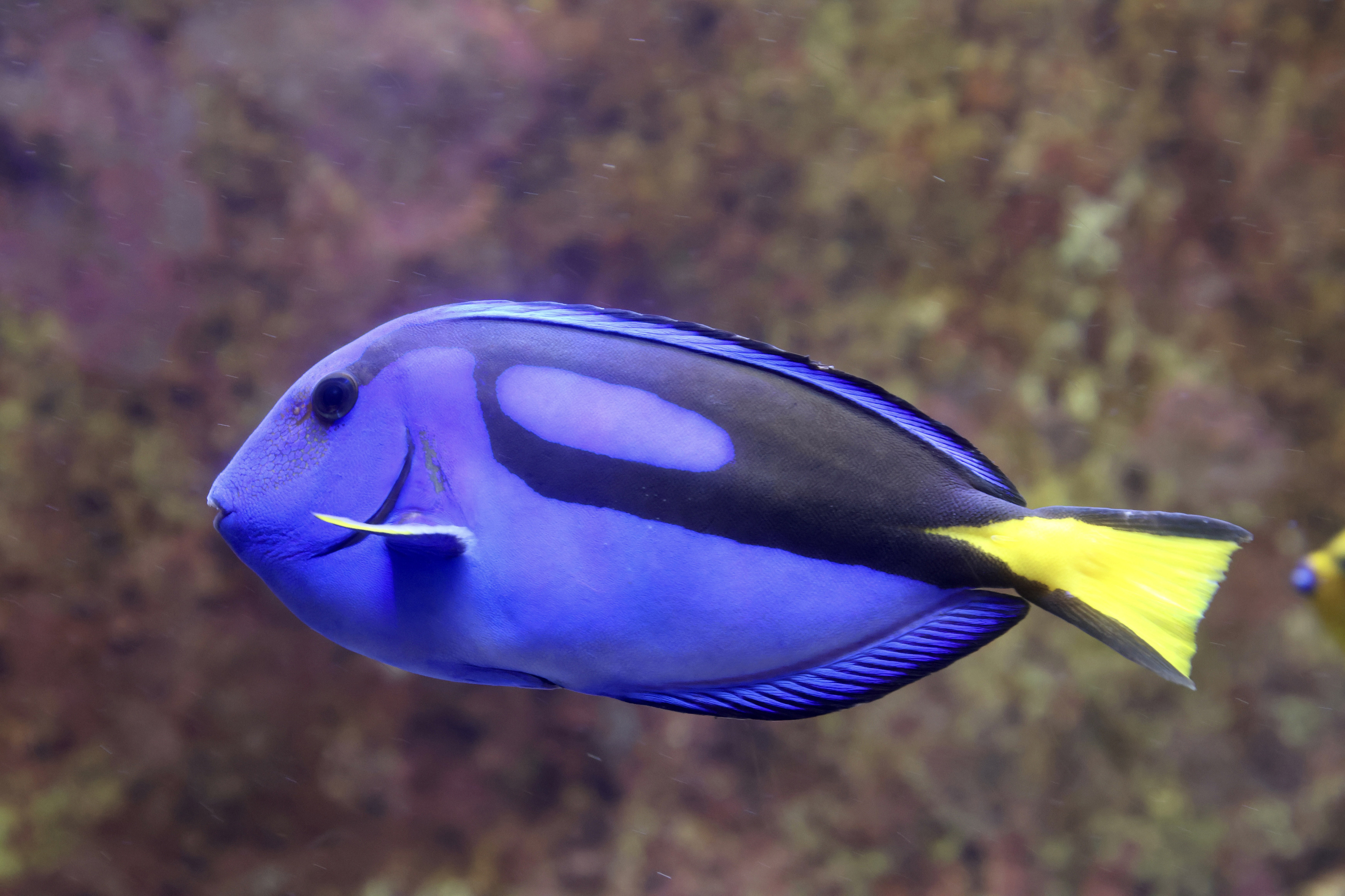 (イメージ) 水族館・テーマパーク周遊 - 沖縄水族館・魚