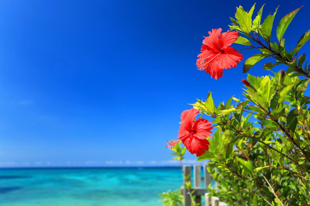 沖縄の夏の海（イメージ）