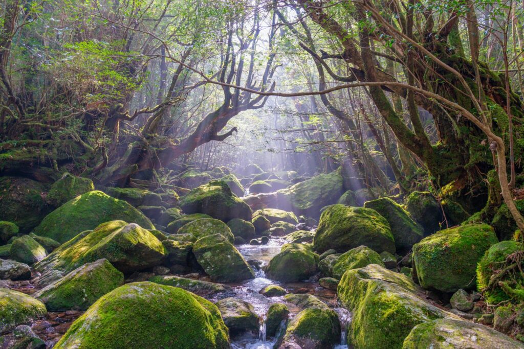 屋久島・白谷雲水峡の苔むす渓谷（イメージ）