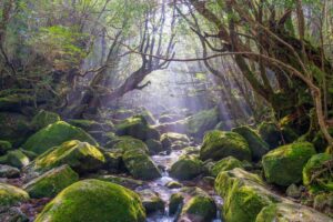 屋久島・白谷雲水峡の苔むす渓谷（イメージ）